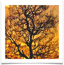 JH JEWELLED TREE.JPG - Jan Hodson
